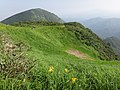 ニッコウキスゲと大岳