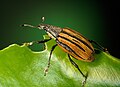 Citrus root weevil, at Diaprepes abbreviatus, by Keith Weller, ARS