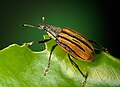 Weevil on green leaf with a bite taken out