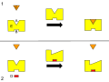 Miniatura para Regulación alostérica