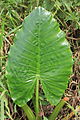 List Alocasia macrorrhizos