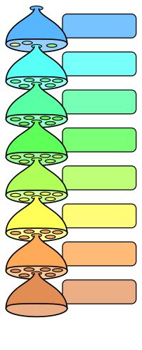 Esquema de categorías taxonomicas.