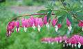 Breegen Harten (Lamprocapnos spectabilis)