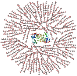 Glycogen structure