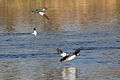 In flight over Rideau River, Ottawa, Ontario