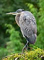 Image 71Great blue heron in Green-Wood Cemetery