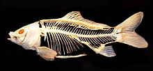 Hal_-_Cyprinus_carpio_and_Amia_calva_skeletons_detail