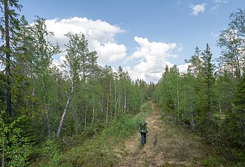 Lappmarksleden går över en myr väster om Rödvattenssjön.