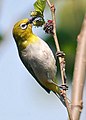 Oriental white-eye