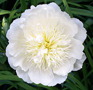 Paeonia lactiflora 'Barrington Bride' Fleur japonaise.