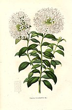 Pimelea verschaffeltii C.Morren