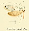 Ceromitia palyntis