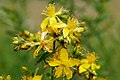 Hypericum perforatum (bòstrix)