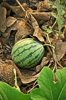 A cultivated watermelon