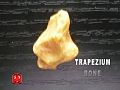 Tulang Trapezium.