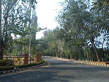 Tree-lined road