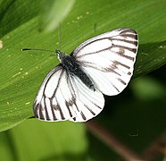 Pierini Pieris marginalis