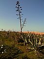 Amerikanische Agave (Agave americana)