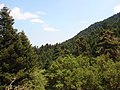 Skov med græsk ædelgran ved Ainos