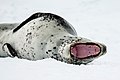 Leopard seal, close-up