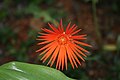 Barberton daisy (Gerbera jamesonii)