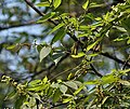 Branches of T. orientalis at Kolkata, West Bengal, India