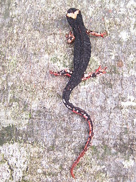 Brilsalamander