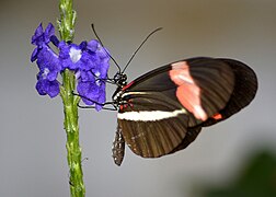 Butterfly at the Butterfly Garden.