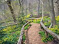 Image 84Prospect Park Vale of Cashmere covered in lesser celandine, with a leucistic white squirrel in the distance