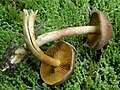 !!Cortinarius croceus!!