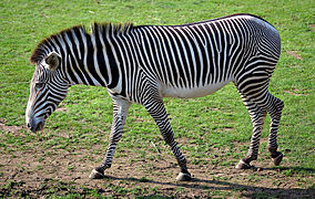 Listras na zebra de Grévy