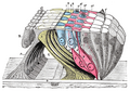 A membrana reticular e as estruturas subjacentes.