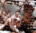 Grappoli di uva gelati destinati alla vinificazione dell’Eiswein.