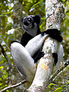 Indri indri