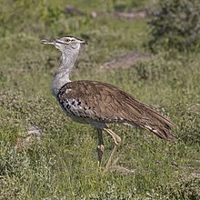 Kori bustard (Ardeotis kori kori) male 2.jpg