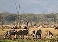 17. Zebrák és antilopok a Manyara-tó Nemzeti Parkban (Tanzánia) (javítás)/(csere)