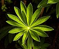 Lupin cultivar "My Castle"