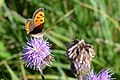 Le Cuivré commun (Lycaena phlaeas) observé sur la commune d'Allonne