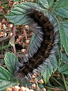 Chenille de Bombyx de la ronce