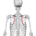 Still image. Medial border shown in red.