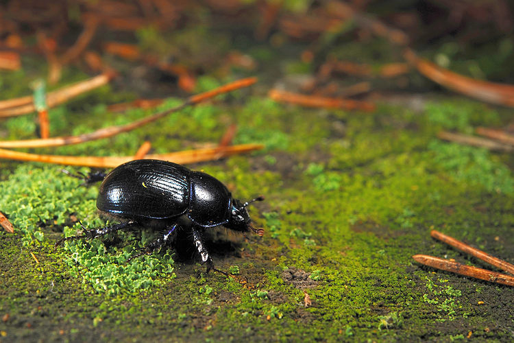 Лесной навозник (Anoplotrupes stercorosus)