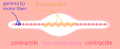 Fuseau neuromusculaire