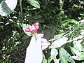 en:Psychotria elata, Costa Rica (Nationalpark Tapanti)