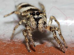 Parastais lēcējzirneklis (Salticus scenicus)