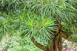 Sciadopitys verticillata (l'unique Sciadopityaceae)