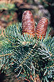 Kėnis (Abies)