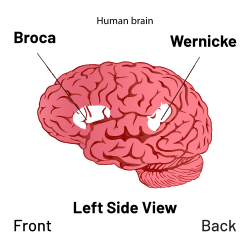 Broca's area and Wernicke's area