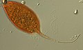 Calkinsia aureus (Euglenozoa)