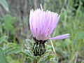 Flockenblume (Centaurea pullata)