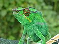 Furcifer pardalis (samec)